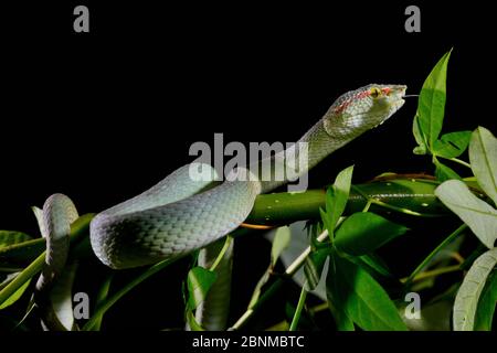 Wagler's Pit Viper (Tropidolaemus wagleri) männlich, Gunung Leuser. Sumatra. Stockfoto