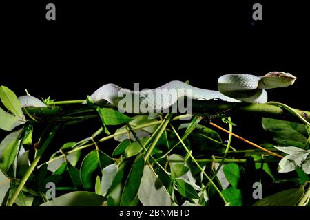 Wagler's Pit Viper (Tropidolaemus wagleri) männlich, Gunung Leuser. Sumatra. Stockfoto