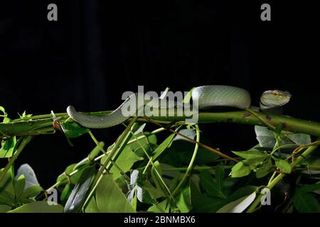 Wagler's Pit Viper (Tropidolaemus wagleri) männlich, Gunung Leuser. Sumatra. Stockfoto