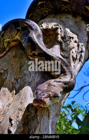 Netzpython (Python reticulatus) am Baum, Sumatra. Stockfoto