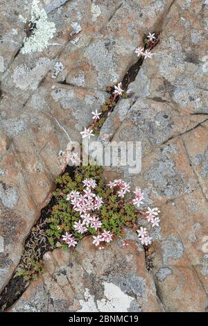 Englisch Steinmetzel (Sedum anglicum) wächst in Lücke in Kalkstein, Ulva, Mull, Schottland Stockfoto