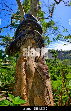 Netzpython (Python reticulatus) am Baum, Sumatra. Stockfoto