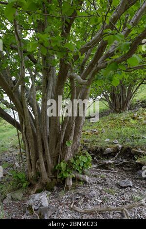 Haselnuss (Corylus avellana) wächst in einem Kalksteindale. Peak District, Derbyshire. Stockfoto