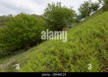 Kalksteineichen Farn (Gymnocarpium robertianum) und Hazel (Corylus avellana) wachsen in Geröll in einem Kalksteindale. Peak District, Derbyshire, Großbritannien, Mai. Stockfoto