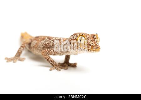 Nördlicher Stachelschwanzgecko (Strophurus ciliaris) Porträt, gefangen, Stockfoto