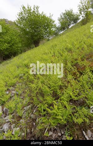 Kalksteineichen Farn (Gymnocarpium robertianum) und Hazel (Corylus avellana) wachsen in Geröll in einem Kalksteindale. Peak District, Derbyshire, Großbritannien, Mai. Stockfoto