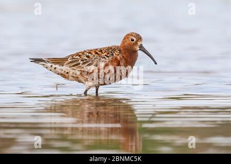 Curlew Sandpiper (Calidris ferruginea) Erwachsene Männchen, Sommergefieder. Sinoe Lagune, Rumänien. Stockfoto