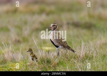 Goldpfeiferin (Pluvialis apricaria) Erwachsene und WindhundUnst, Shetland Stockfoto