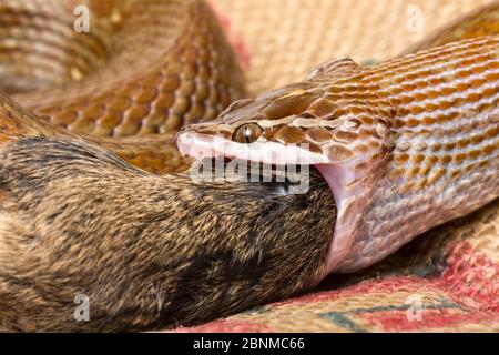 Kaphausschlange (Boadedon capensis), die Maus isst und flexible Kiefer und Kehle zeigt. Gefangen aus Südafrika. Stockfoto