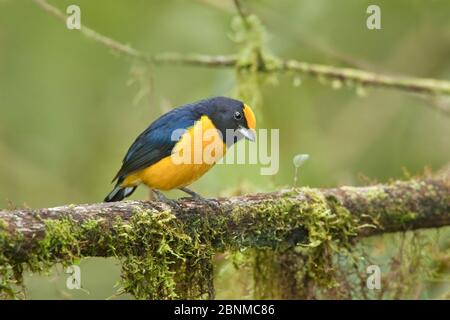 Orangebäuchiger Euphonia (Euphonia xanthogaster) erwachsener Rüde, der sich am Regenwald-Zweig ernährt. Mindo Loma, Ecuador Stockfoto