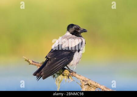 Kapuzenkrähe (Corvus corone cornix) Erwachsener Männchen sitzt auf Unkraut bedeckt Ast auf einer kleinen Insel in der Mitte des Sees. Donaudelta, Rumänien Stockfoto