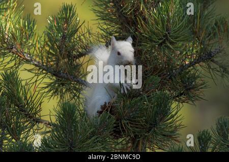 Amerikanisches Rothörnchen (Tamiasciurus hudsonicus) Albino mit Ponderosa-Kiefer (Pinus ponderosa)-Zapfen, Taylor Park, Colorado, USA, August. Stockfoto