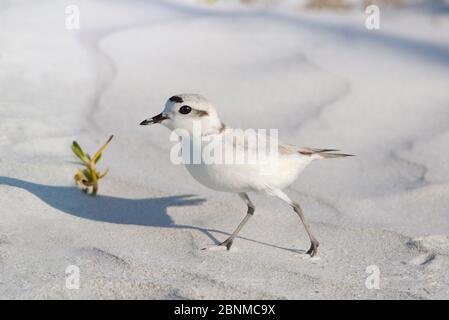 Schneeplüge (Charadrius alexandrinus nivosus) Männchen auf hellem Muschelsand. Sanibel Island, Florida, USA. April. Stockfoto