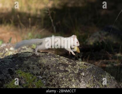 Amerikanisches Rothörnchen (Tamiasciurus hudsonicus) Albino mit Ponderosa-Kiefer (Pinus ponderosa), Taylor Park, Colorado, USA, August. Stockfoto