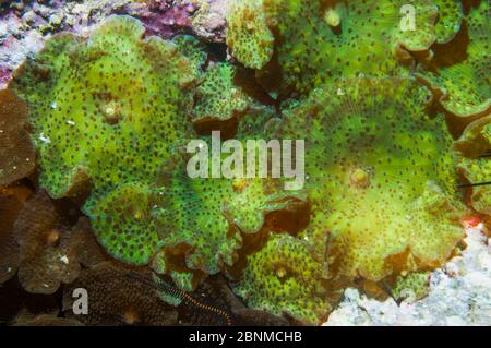 DISK Anemone (Discosoma sp) Cebu, Malapascua Island, Philippinen, September Stockfoto