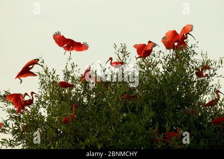 Scharlachrote Ibisse (Eudocimus ruber) fliegen auf die Spitze eines Mangrovenbaums im Orinoco-Delta, Venezuela. Stockfoto