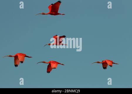 Eine Gruppe scharlachrote Ibisse (Eudocimus ruber), die gegen blauen Himmel fliegen, Amacuro, Venezuela. Stockfoto