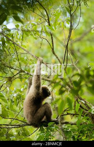 Skywalker Hoolock Gibbon (Hoolock tianxing) früher als Eastern Hoolock Gibbon (Hoolock leuconedys) Jailigong Mountains National Nature Rese beschrieben Stockfoto