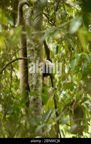 Skywalker Hoolock Gibbon (Hoolock tianxing) früher als Eastern Hoolock Gibbon (Hoolock leuconedys) Jailigong Mountains National Nature Rese beschrieben Stockfoto