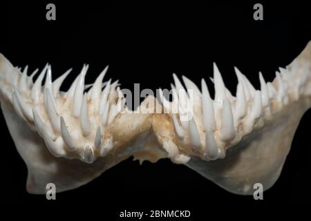 Schneckenzahnhai (Hemipristis elongata) Zähne aus dem Unterkiefer, ausgestellt im Ozeanographischen Museum von Monaco, Fürstentum Monaco (digital modifi Stockfoto