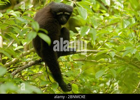 Skywalker Hoolock Gibbon (Hoolock tianxing) früher als Eastern Hoolock Gibbon (Hoolock leuconedys) Jailigong Mountains National Nature Rese beschrieben Stockfoto