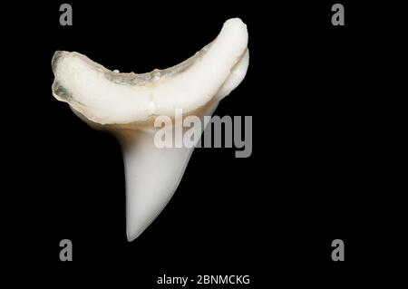 Gewöhnlicher Dreschhai (Alopias vulpinus), ausgestellt im Ozeanographischen Museum von Monaco, Fürstentum Monaco (digital modifiziert) Stockfoto