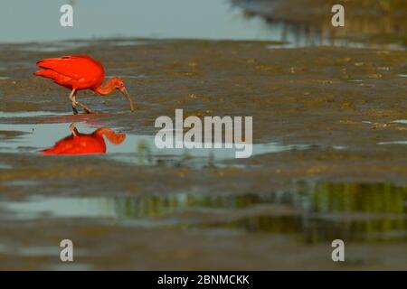 Scharlachrote Ibis (Eudocimus ruber) auf der Nahrungssuche auf dem Watt im Orinoco-Delta, Venezuela. Stockfoto