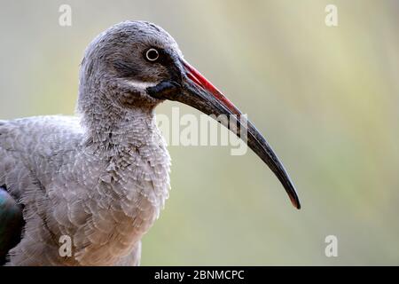 Hadada Ibis (Bostrychia hagedash) Portrait , gefangen im Zoo Parc de Beauval, Frankreich. Kommt in Subsahara-Afrika vor. Stockfoto