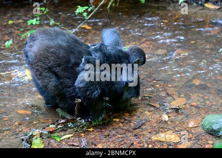 Berggorilla-Weibchen (Gorilla beringei beringei) mit Kleinkind auf dem Rücken, trinkend aus einem Bergbach. Bwindi Impenetrable Forest National Park Stockfoto