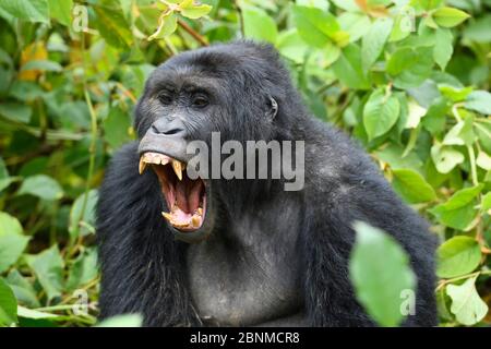 Blackback Eastern Tiefland Gorilla (Gorilla beringei graueri) Gähnen, in äquatorialen Wald des Kahuzi Biega National Park. Süd-Kivu, Demokratische Republik Stockfoto