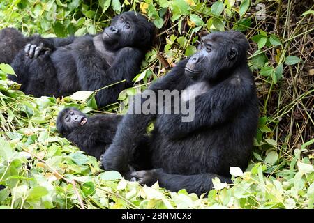 Weibliche östliche Tieflandgorilla (Gorilla beringei graueri), die mit Baby im äquatorialen Wald des Kahuzi Biega Nationalparks ruht. South Kivu, Demokratische Stadt Stockfoto