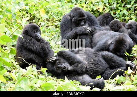 Östliche Tieflandgorilla (Gorilla beringei graueri) Gruppe Pflege im Äquatorialwald des Kahuzi Biega National Park. Das junge Männchen in der Front hat Stockfoto