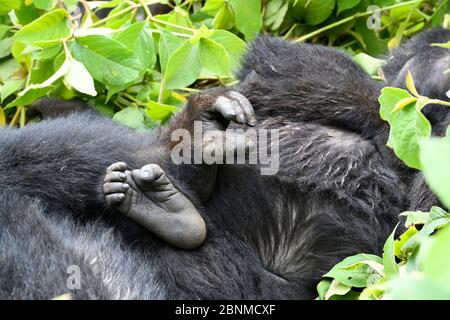 Nahaufnahme von Hand und Fuß des östlichen Tieflandgorilla (Gorilla beringei graueri) im äquatorialen Wald des Kahuzi Biega National Park. South Kivu, Demokrat Stockfoto