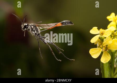 Fadenwaspe (Ammophila sp.) beim Abheben, Travis County, Texas, USA. Kontrollierte Bedingungen. März Stockfoto