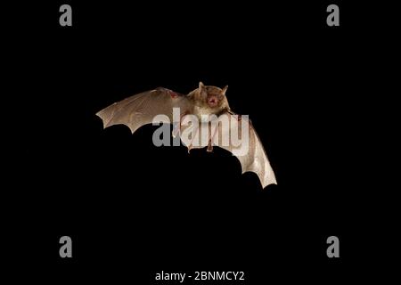 Südöstliche Myotis-Fledermaus (Myotis austroriparius) im Flug, Big Thicket National Preserve, Texas, USA. Kontrollierte Bedingungen März Stockfoto