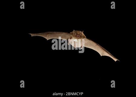 Südöstliche Myotis-Fledermaus (Myotis austroriparius) im Flug, Big Thicket National Preserve, Texas, USA. Kontrollierte Bedingungen März Stockfoto