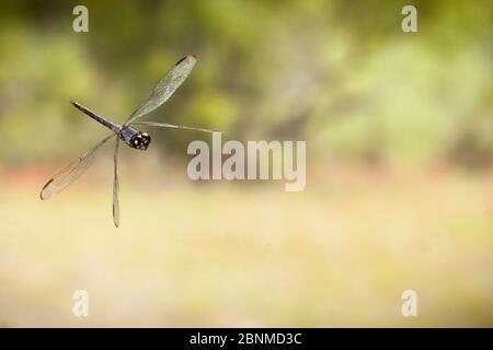 Schiefer Skimmer (Libellula incesta) Männchen im Flug Lamar County, Texas, USA kontrollierte Bedingungen. August Stockfoto