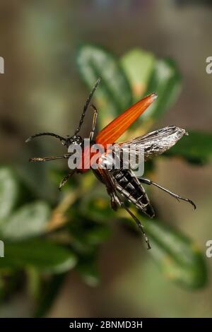 Tarantula Hawk Longhorn Beetle Mimic (Stenelytrana gigas) fliegende Gillespie County, Texas, USA. Kontrollierte Bedingungen. Juni Stockfoto