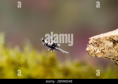 Junger, kühner Rüde (Phidippus audax) springt mit seiner Schlepplinie sichtbar Travis County, Texas, USA. Kontrollierte Bedingungen. März Stockfoto