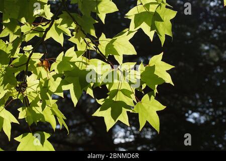 Liquidambar styraciflua Zweig von der Herbstsonne beleuchtet. Stockfoto