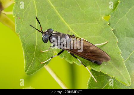 Schwarze Soldatenfliege (Hermetia illucens), Tuscaloosa County, Alabama, USA September Stockfoto