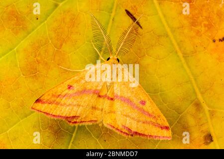 Kickweed Geometermotte (Haematopis grataria), Tuscaloosa County, Alabama, USA Oktober Stockfoto