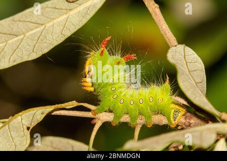 Kaiserliche Motte (Eacles imperialis) Raupe, Orange County, Florida, USA September Stockfoto