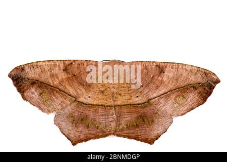 Große Ahornspanwurm Motte (Prochoerodes lineola) auf weißem Hintergrund, Tuscaloosa County, Alabama, USA September Stockfoto