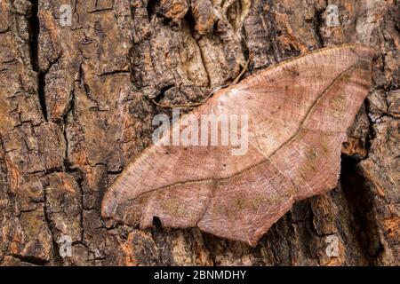 Große Ahornspanworm Motte (Prochoerodes lineola), Tuscaloosa County, Alabama, USA September Stockfoto