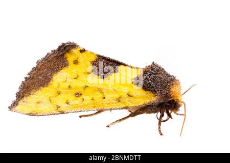 Gelbe Sonnenblumenmotte (Stiria rugifrons) auf weißem Hintergrund, Tuscaloosa County, Alabama, USA September Stockfoto