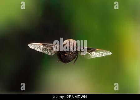 Mexican Cactus Fly (Copestylum mexicanum) im Flug, Travis County, Texas, USA. Kontrollierte Bedingungen. März Stockfoto