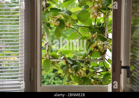 Hausfenster und Kiwi-Reben in blühenden wachsen von außen am Fenster im Frühling schönen Tag. Innen und natürliche Haus Isolation Konzept Stockfoto