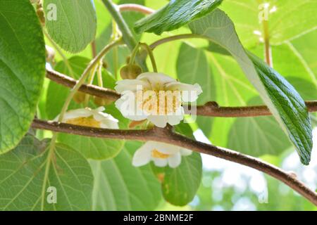 Kiwi blüht und schöne weiße Blume auf Zweigen der Kiwi Obst Rebe und grünen neuen Blättern an einem Frühlingstag im Garten Stockfoto