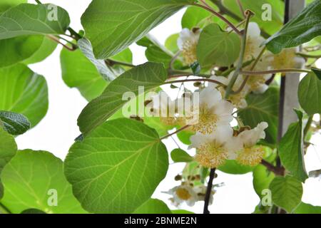 Kiwi blüht und weiß Blume auf Zweigen der Kiwi Obst Rebe und grünen neuen Blättern an einem Frühlingstag im Garten Stockfoto